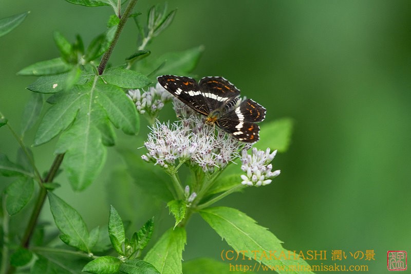 ../Images/7R240728 (472).jpg